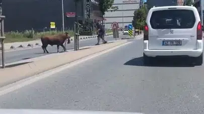 Arnavutköy’de kurbanlık dana paniği: Sokakları birbirine kattı, yakalanması saatler sürdü