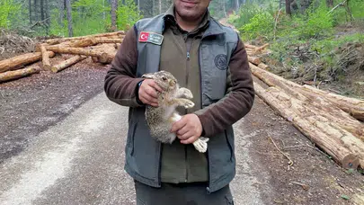 Ormanların sessiz kahramanları: Tomrukların arasına sıkışan minik cana umut oldular