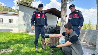 Doğanın kalbinde duyarlı dokunuş: Yaralı dağ keçisi jandarmanın şefkatli ellerine emanet