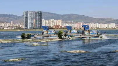 İzmir Körfezi'nde deniz marulu alarmı: Ekipler 7/24 teyakkuzda