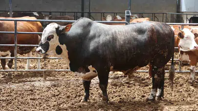 Konya'da devasa kurbanlık pazarı: 1 tonluk boğa 500 bin liraya alıcısını buldu