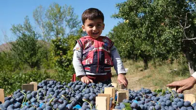 Erzincan’ın şifalı hazinesi: Cimin üzümü çekirdeği ilaçlara kafa tutuyor
