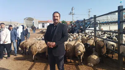 Kurban pazarında kıran kırana rekabet: Besiciler ile komisyoncular arasında fiyat savaşı