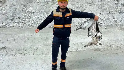 Maden sahasında yürek ısıtan kurtarma: Açlıktan bitkin düşen yırtıcı kuş hayata tutundu