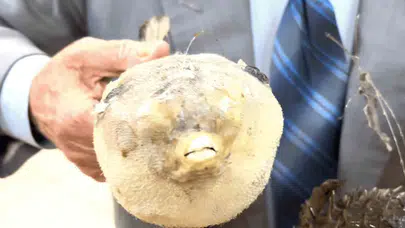 Denizlerdeki gizli tehlike büyüyor: Marmara için balon balığı alarmı