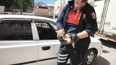 Kurtarılmayı beklerken itfaiyeciyi kendine yuva seçti: İnatçı kedi iki kez operasyon geçirdi