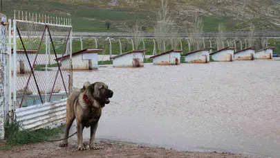 Anadolu'nun gururu sular altında: Kangal çiftliğinde can pazarı yaşandı