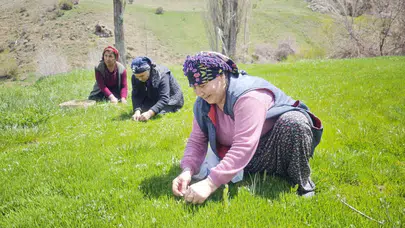 Sivas’ın bereketli topraklarında hasat zamanı: Doğanın şifası tezgahlarda yerini aldı
