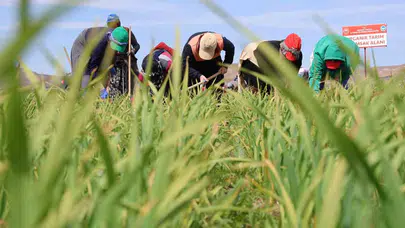 7 aydır tek damla su vermedi: Aksaraylı üreticinin yüzünü güldüren mucize