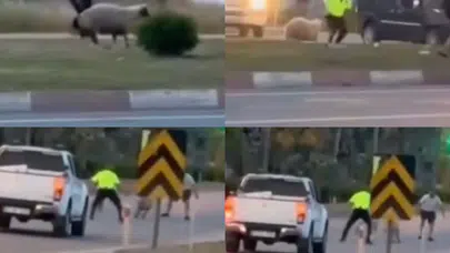 Kurbanlık koyun trafiği birbirine kattı: Polis ve vatandaşlar seferber oldu