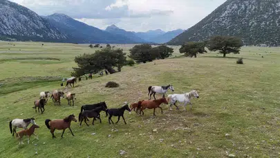 Toroslar’ın zirvesinde Osmanlı mirası: Eynif Ovası’nın efsanevi yılkı atları objektiflere yansıdı