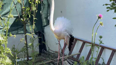 Arnavutköy ormanlarında sürpriz misafir: Yaralı flamingo hayata tutundu