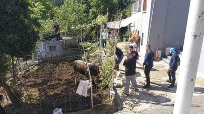 Rize’de bayram telaşı yerini kovalamacaya bıraktı: Kaçan boğa ekipleri alarma geçirdi
