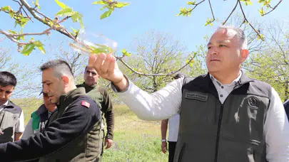 Kestane ormanlarında "gal arısı" alarmı: Verimi korumak için doğaya binlerce "savaşçı" bırakıldı