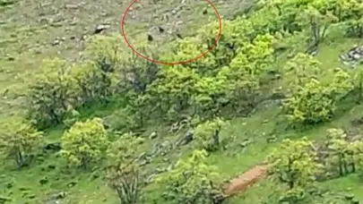 Tunceli kırsalında nefes kesen anlar: Meşe ormanlarında dev sürü kameraya yansıdı