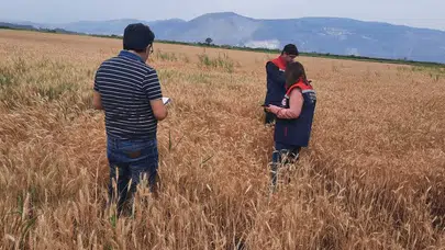 Söke ovasında hasat öncesi kritik mesai: Tarım ekipleri tarlaları karış karış tarıyor
