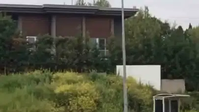 Bursa'da korku dolu anlar: Domuz sürüsü mahalle aralarında yiyecek aradı
