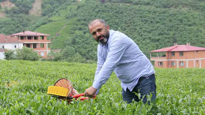 Çayda yeni dönem: Yaş çay fiyatı açıklandı, gözler kuru çay etiketlerine çevrildi
