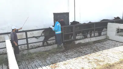 Brezilya’dan gelen misafirler Kütahya’da kontrolden geçti: Besilik danalar için kritik süreç tamamlandı