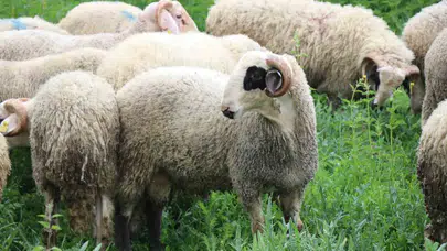 Büyükbaş cep yakıyor, vatandaş rotayı küçükbaşa kırdı: İşte Bolu pazarında son durum