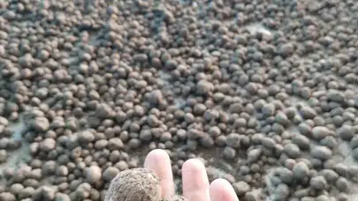 Bozdoğan’da salep mesaisi: Tarlada denetim seferberliği