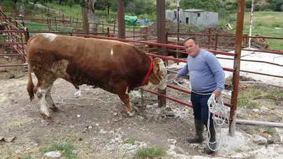 Kurban pazarının dev ismi sahneye çıktı: Paşaköy Efesi 420 bin liraya alıcısını bekliyor