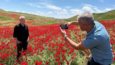 Doğa Adıyaman'da tuvalini açtı: Nohut tarlası gelinciklerle kırmızıya boyandı