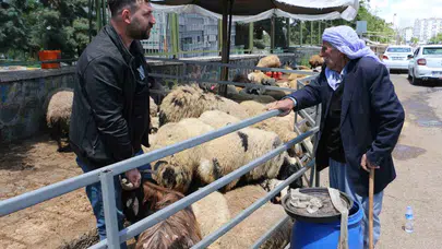 Kurban pazarında bekleyiş sürüyor: Besicilerin gözü kulağı son günlerde