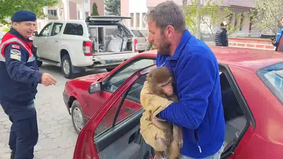 Yozgat'ın ıssız yolunda şaşkına çeviren karşılaşma: Egzotik misafir koruma altına alındı