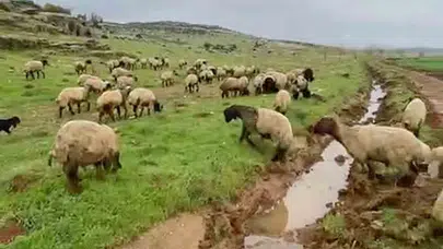 Sofraların lezzet sırrı meralardan geliyor: Araban’da kurbanlıklar görücüye çıktı