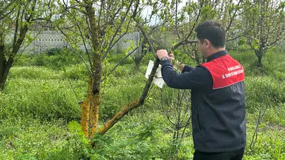 Bahçelerde biyolojik nöbet: Zararlılara karşı feromon savunması