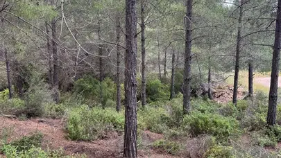 Alevlere karşı dev kalkan: Anamur’da ormanlar titizlikle temizleniyor