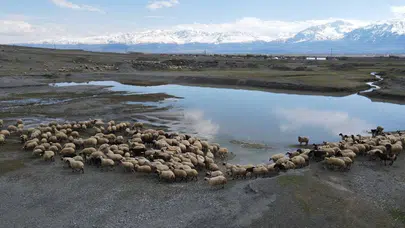 Yem fiyatları bel büküyordu: Erzincan’da meraların açılması üreticinin yüzünü güldürdü