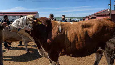 Ağrı Hayvan Borsası’nın yeni fenomeni: 450 bin liralık dev boğa Barbaros