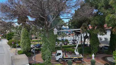 Alanya ormanları alarm veriyor: Çamları kurutan istilacıya karşı seferberlik ilan edildi