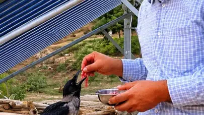Tarlada başlayan şefkat dolu hikaye: Ölümden döndürdüğü kargayı kendi elleriyle hayata bağladı