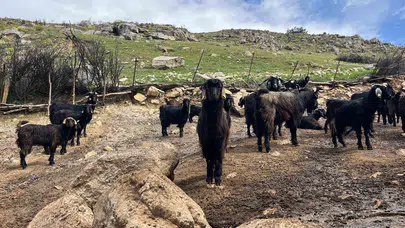 75 yaşında dağların efendisi: Gençler fabrikaya koşuyor, o mesleğini zirvede tutuyor