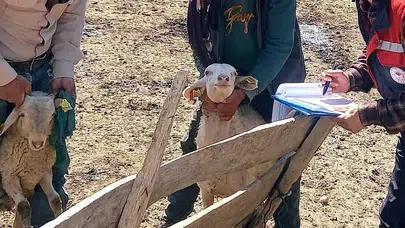 Afyon'da hayvancılıkta verim seferberliği: Kuzuların gelişim karneleri tek tek incelendi