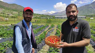 Sason’un kırmızı altını görücüye çıktı: 400 ailenin umudu olan çilekte hasat heyecanı