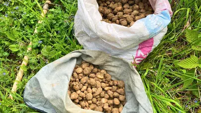 Doğanın dengesini bozanlara ağır fatura: 40 kilo salep için servet değerinde ceza
