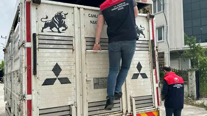 Kurban Bayramı öncesi Düzce'de alarm: 8 bin hayvan için sıkı takip başladı