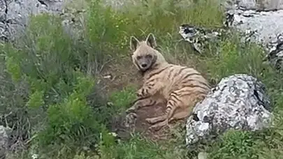 Tarlaya giderken hayatının şokunu yaşadı: Adıyaman kırsalında nadir misafir