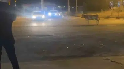 Kurban Bayramı telaşı Nusaybin trafiğini kilitledi: İnek kaçtı, vatandaşlar seferber oldu
