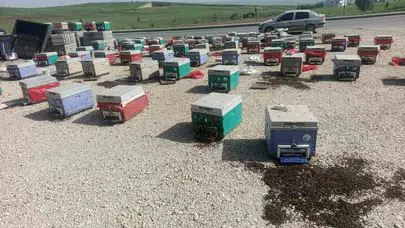 Arıların yayla yolculuğu faciayla bitti: Kovanlar yola saçılınca binlerce arı telef oldu