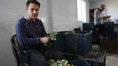 Sarraf altını, onlar enginarı işliyor: 600 kilometre öteden gelip asgari ücretin 4 katını kazanıyorlar