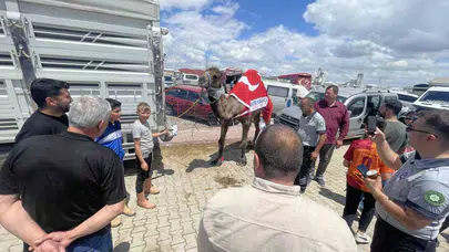 Konya kurban pazarında deve izdihamı: 330 bin liralık satışla pazarın yıldızı oldu