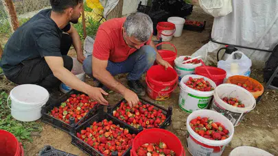 Sason'da çilek bereketi hüsrana dönüştü: Tarlada kalan ürünler çürümeye terk edildi