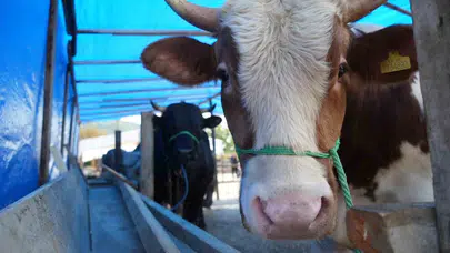 Kurban Bayramı'nda sofralara gelen etin sağlığı hayati önem taşıyor: Uzmanından kritik uyarılar