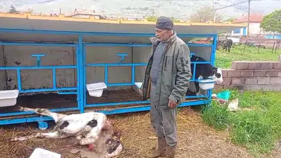 Karapınar'da dehşet sabahı: Ahıra giren köpek sürüsü besiciyi isyan ettirdi