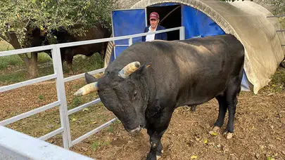 Yılların emeği bir anda kabusa dönüştü: Boğa yetiştiricisi 52 günlük savaşı kaybetti